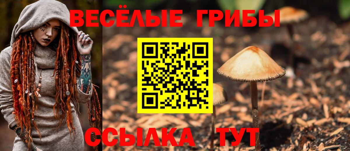 Тайшет  как найти закладки  Вход с VPN  Галлюциногенные грибы Magic Shrooms  Псилоцибиновые грибы Psilocybine cubensis 